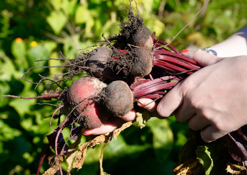 Miss Windsor: Fresh beetroot pulled from Winnie's allotment at Fulham Palace Meadows, London. 