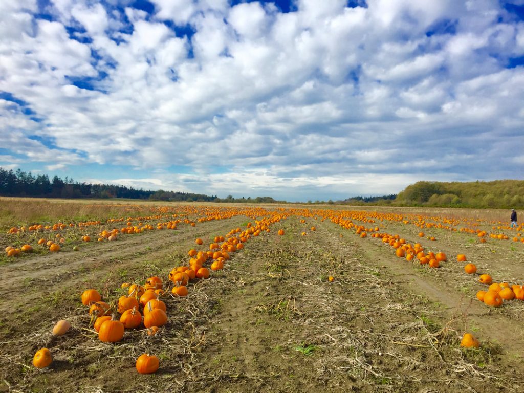Miss Windsor: photo for pumpkin patch in America (Washington State)