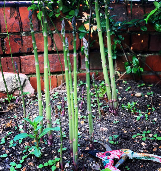 An act of Mother Nature..........homegrown asparagus in my Dig for Victory vegetable patch!